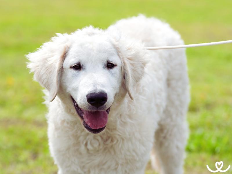Psi-plemeno-kuvasz (15)